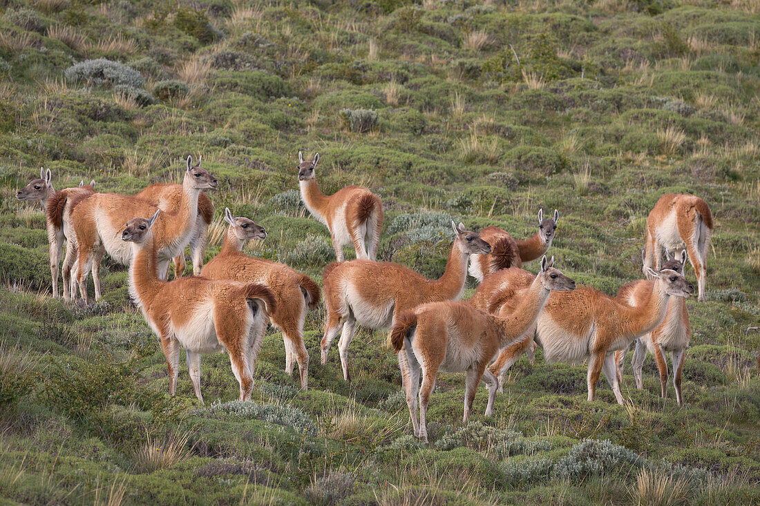 Guanaco (Lama guanicoe) herd, Torres del Paine National Park, Patagonia, Chile