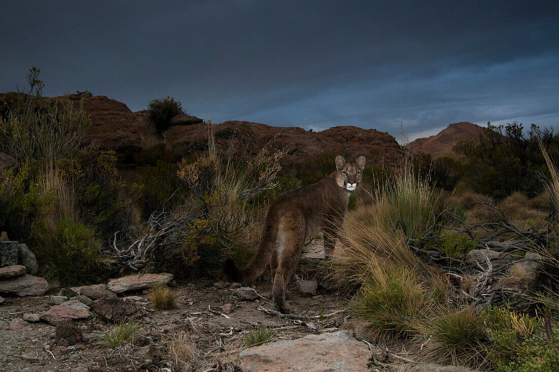 Mountain Lion (Puma concolor) in dry puna during storm, Abra Granada, Andes, northwestern Argentina