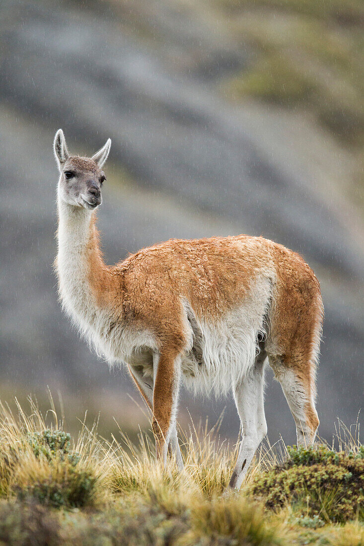 Guanaco (Lama guanicoe) in rainfall, Torres del Paine National Park, Patagonia, Chile
