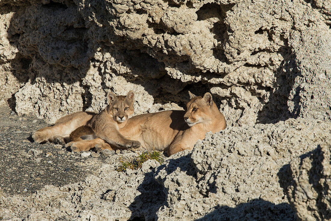 Mountain Lion (Puma concolor) mother and six month old female cub in shelter of calcium deposits, Sarmiento Lake, Torres del Paine National Park, Patagonia, Chile