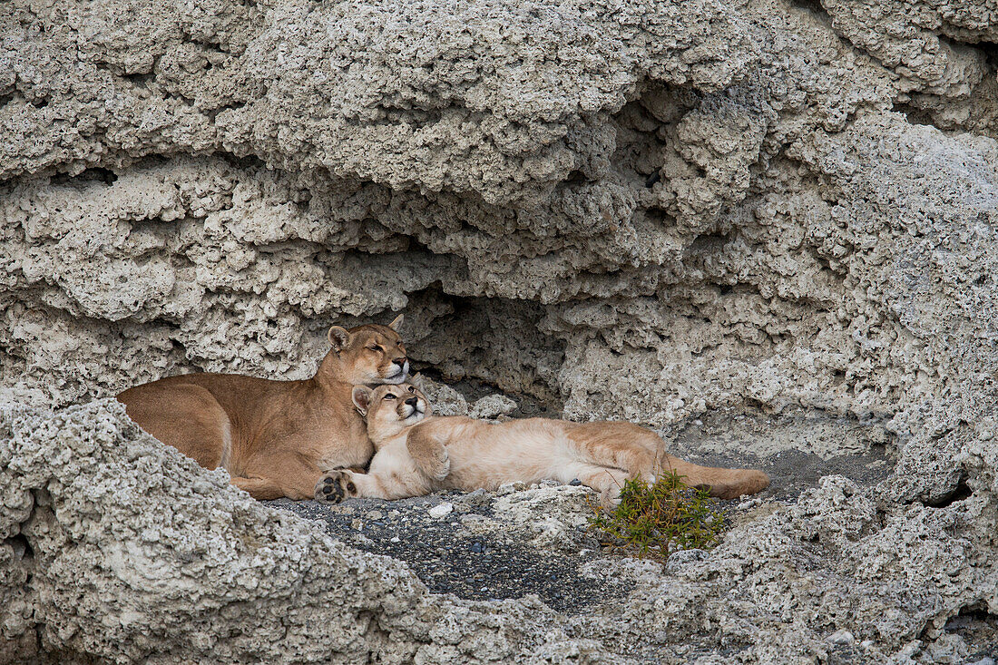 Mountain Lion (Puma concolor) mother and six month old cub nuzzling in shelter of calcium deposits, Sarmiento Lake, Torres del Paine National Park, Patagonia, Chile