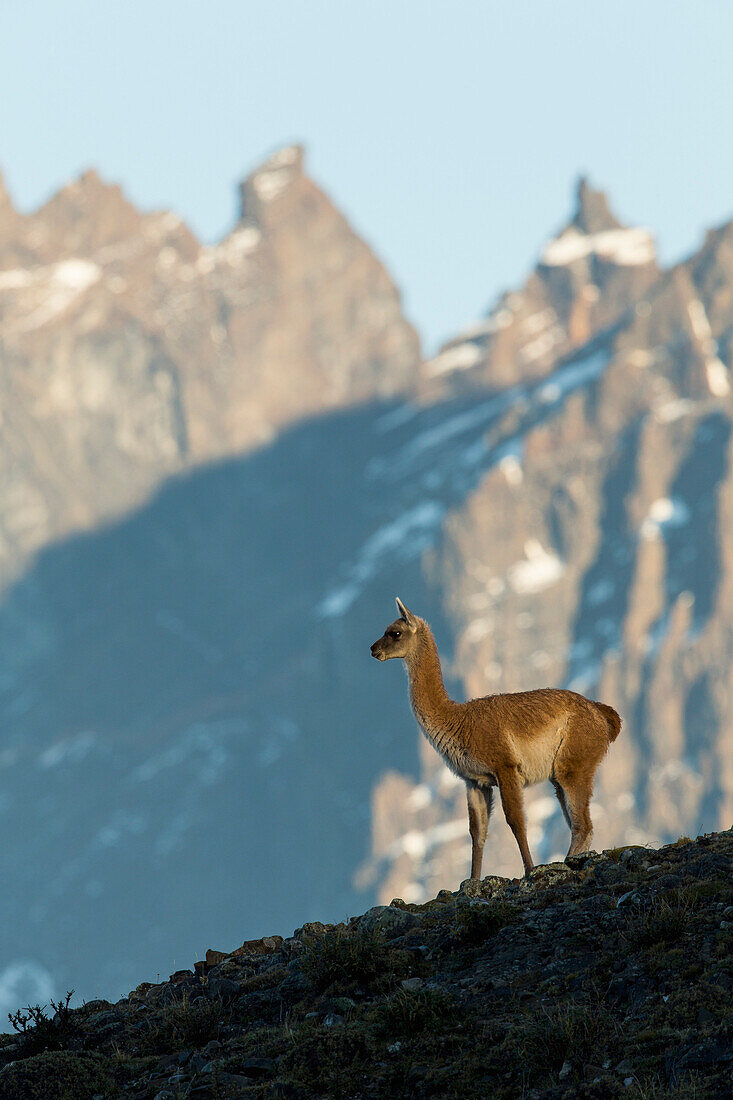 Guanaco (Lama guanicoe), Torres del Paine National Park, Patagonia, Chile
