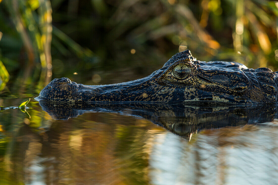 Jacare Caiman (Caiman yacare), Ibera Provincial Reserve, Ibera Wetlands, Argentina