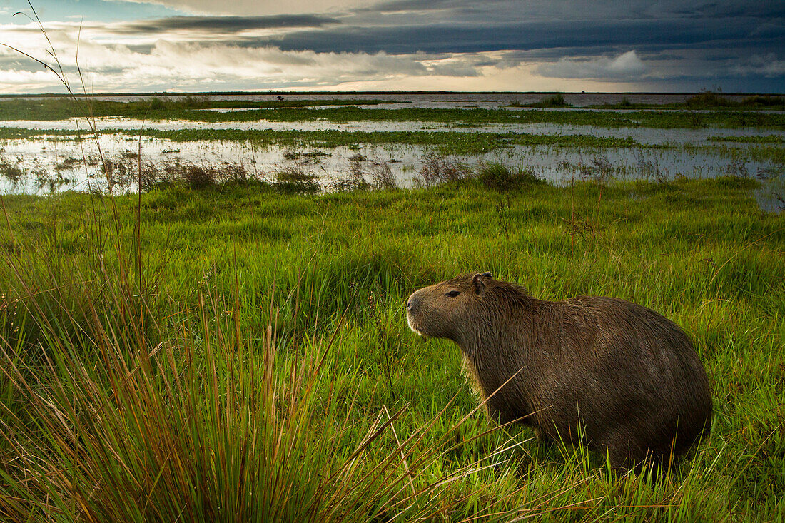 Capybara (Hydrochoerus hydrochaeris) in marsh near storm, Ibera Provincial Reserve, Ibera Wetlands, Argentina