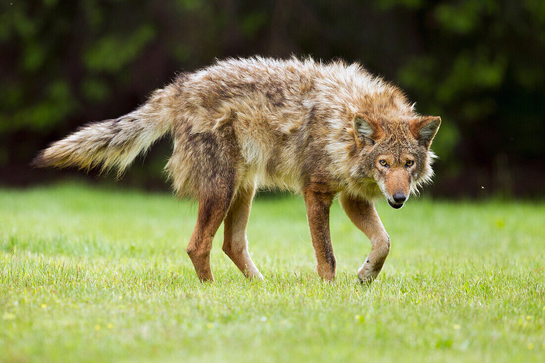 Coyote (Canis latrans) male shedding winter coat, Gloucester, Cape Ann, eastern Massachusetts