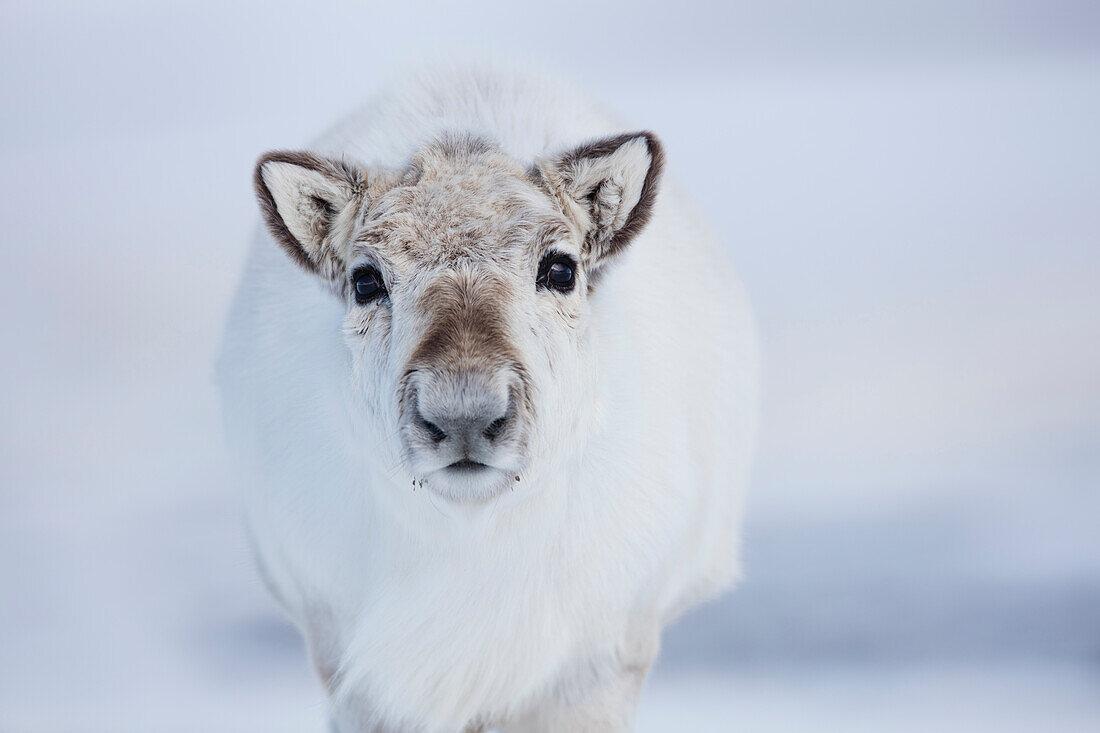 Svalbard Reindeer (Rangifer tarandus platyrhynchus), Svalbard, Norway