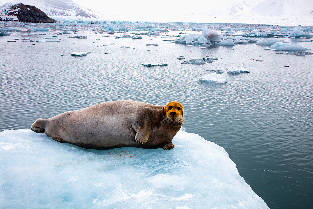 Bearded Seal (Erignathus barbatus) on ice floe with red face from bottom feeding on iron-rich sea floor,  Svalbard, Norway