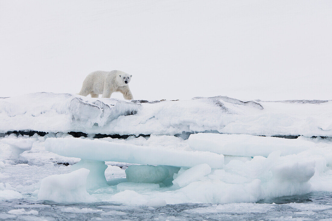 Polar Bear (Ursus maritimus) male on shore, Svalbard, Norway