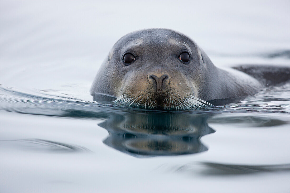 Bearded Seal (Erignathus barbatus), Svalbard, Norway
