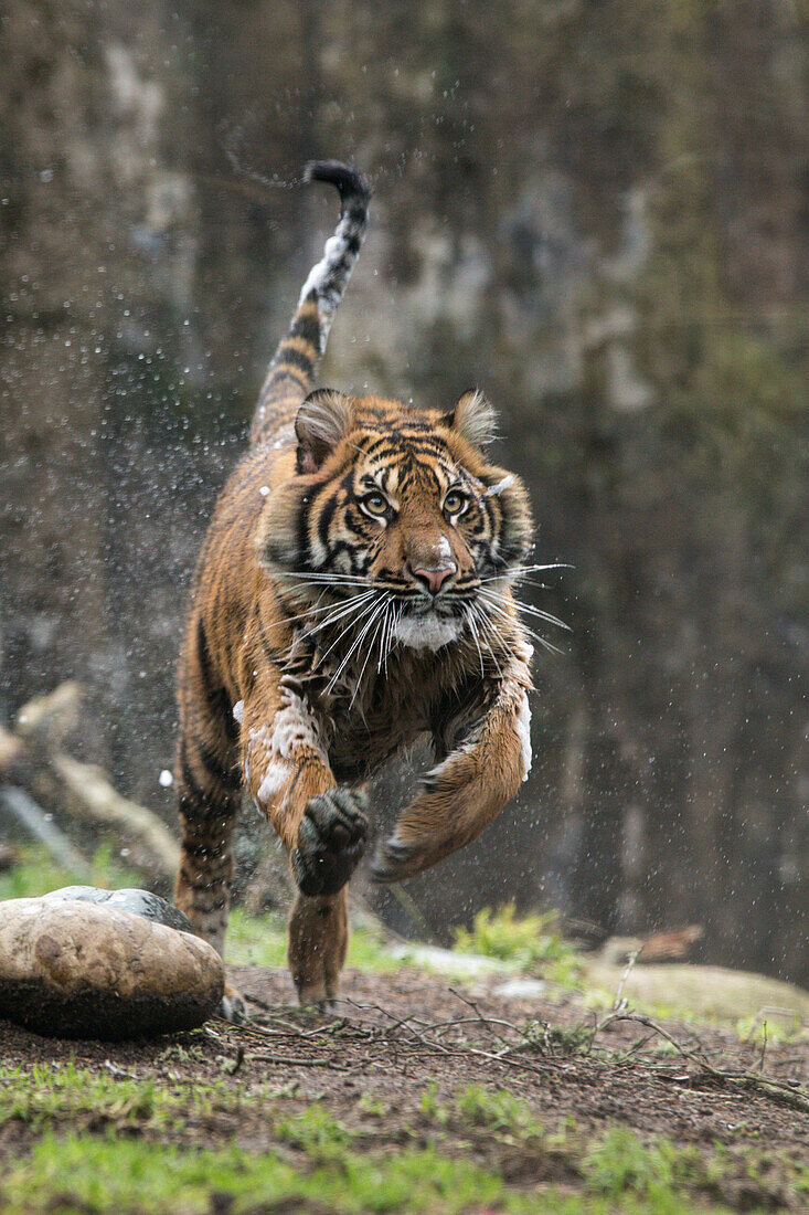 Sumatran Tiger (Panthera tigris sumatrae) cub running, native to Sumatra