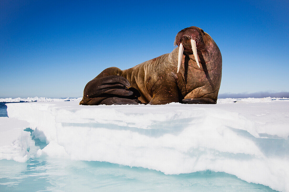 Walrus (Odobenus rosmarus) on ice floe, Svalbard, Norway