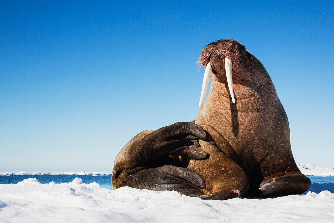 Walrus (Odobenus rosmarus) on ice floe, Svalbard, Norway