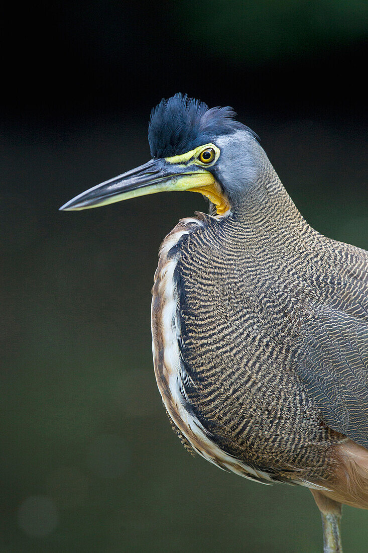 Bare-throated Tiger Heron (Tigrisoma mexicanum), Limon, Costa Rica