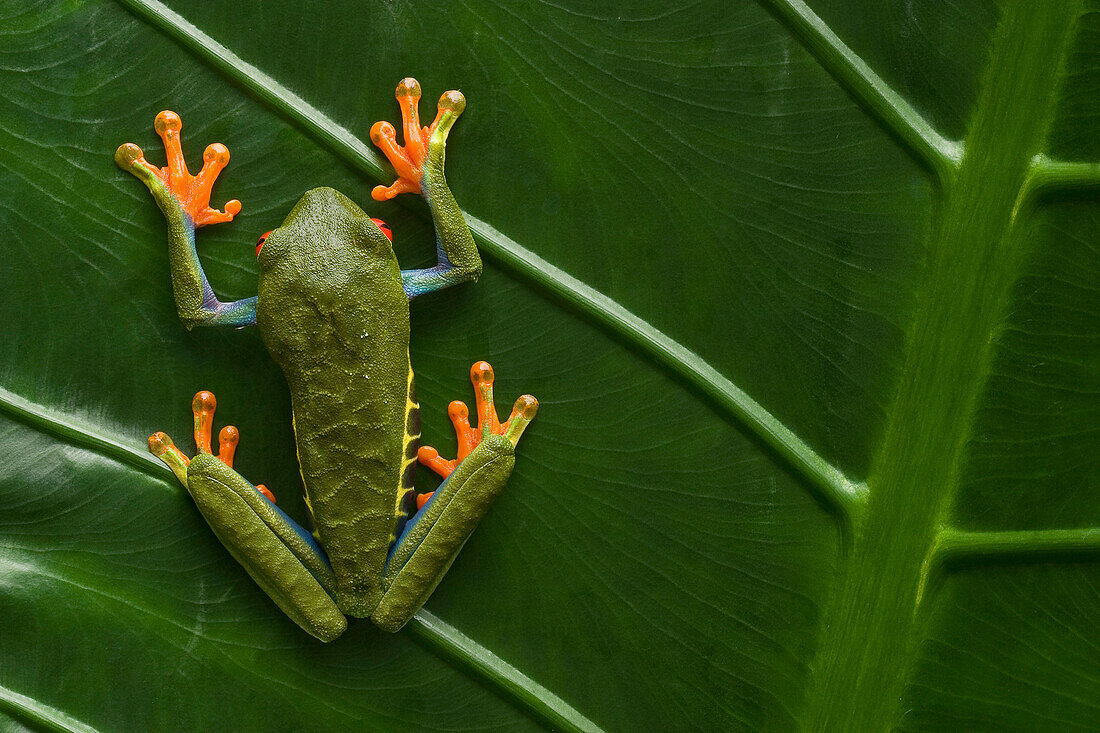 Red-eyed Tree Frog (Agalychnis callidryas), Costa Rica