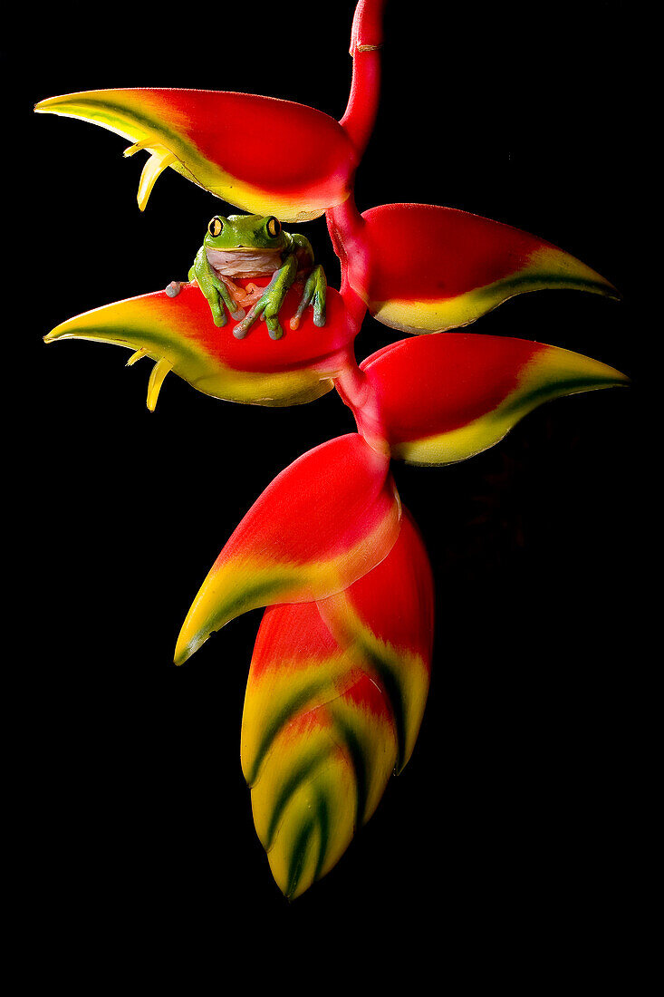 Blue-sided Leaf Frog (Agalychnis annae) on Heliconia (Heliconia sp) flower, Costa Rica