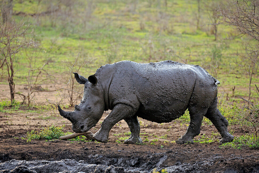 White Rhinoceros (Ceratotherium simum) covered with mud, Hluhluwe-Umfolozi Game Reserve, South Africa