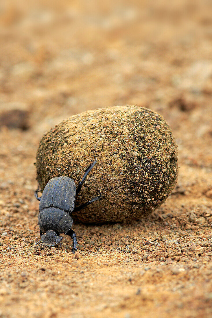 Dung Beetle (Scarabaeus sacer) rolling African Elephant (Loxodonta africana) dung ball, iSimangaliso Wetland Park, South Africa