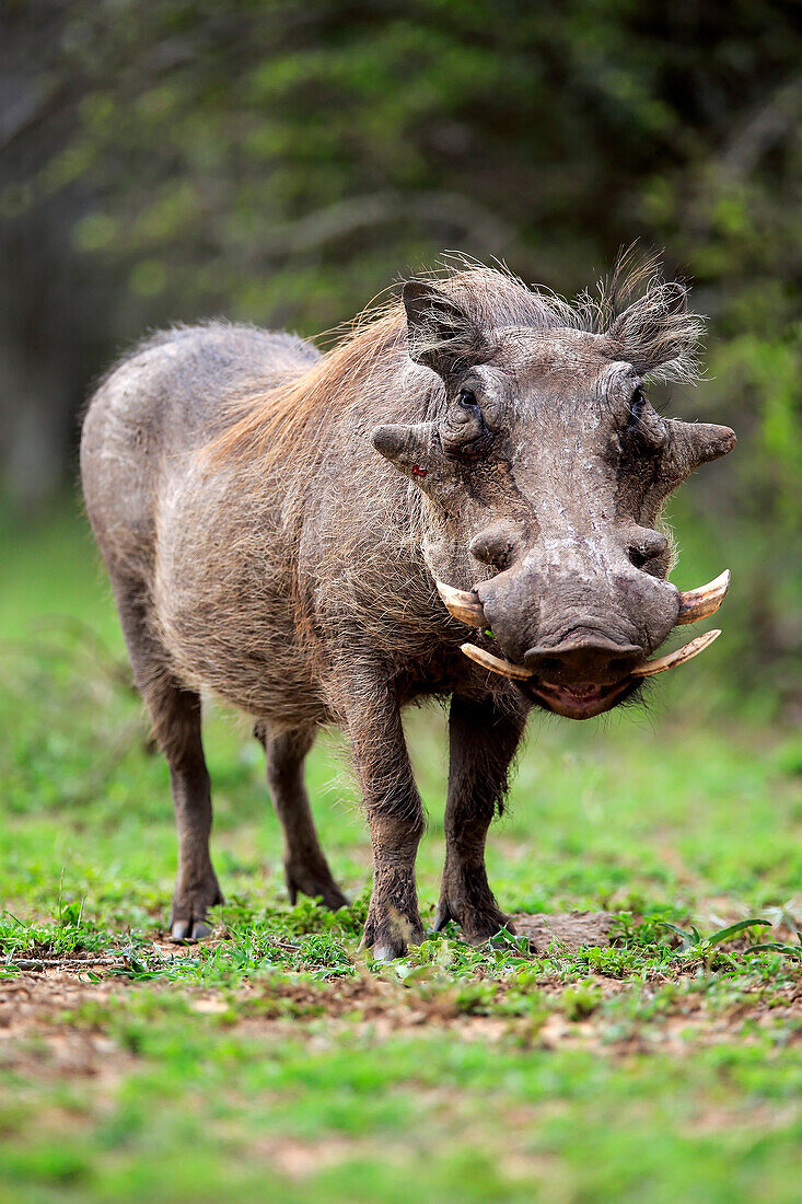 Cape Warthog (Phacochoerus aethiopicus), Hluhluwe-Umfolozi Game Reserve, South Africa