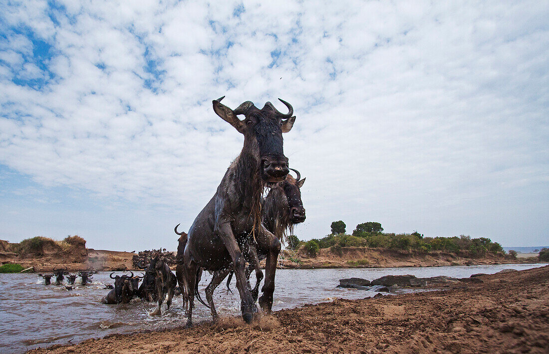 Blue Wildebeest (Connochaetes taurinus) herd crossing river, Mara River, Masai Mara, Kenya