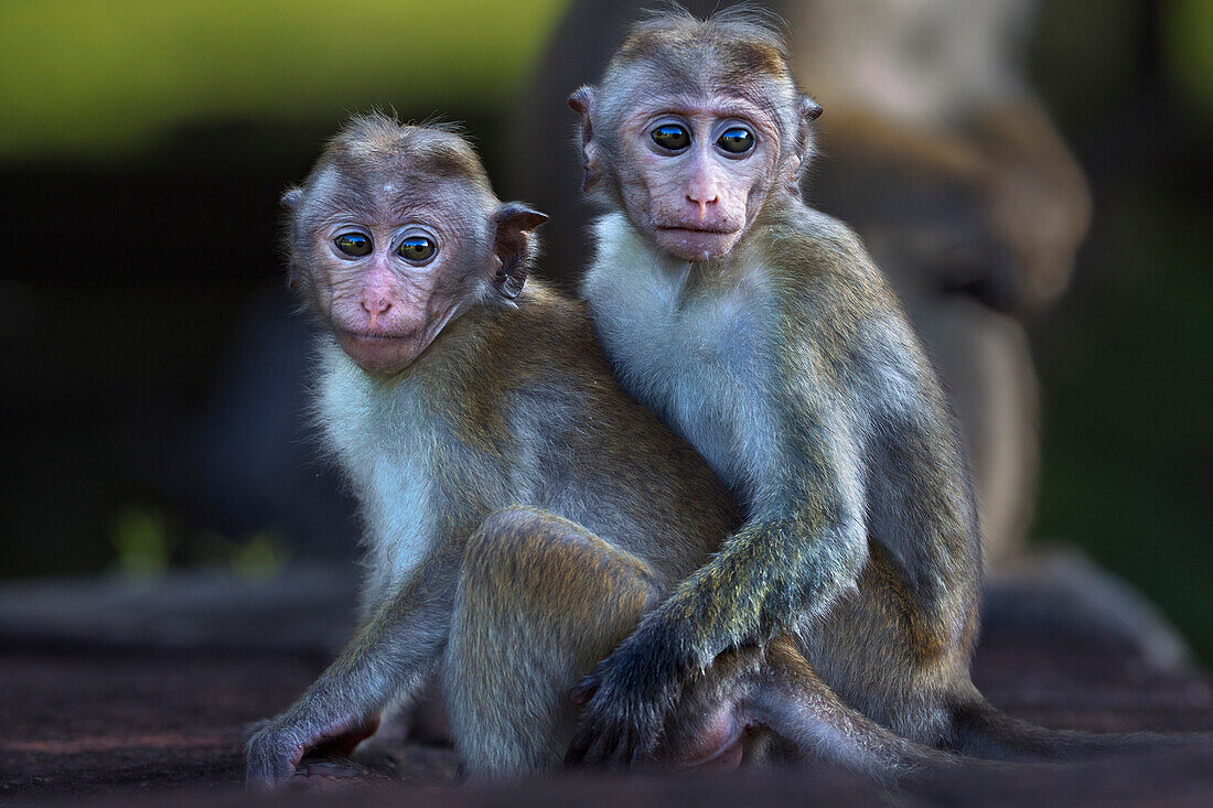 Toque Macaque (Macaca sinica) young, Polonnaruwa, Sri Lanka