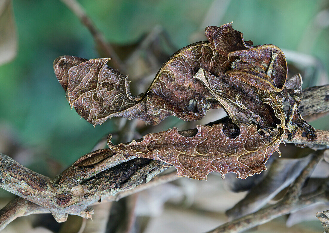 Fantastic Leaf-tail Gecko (Uroplatus phantasticus) male camouflaged with juvenile on branch, Ranomafana National Park, Madagascar