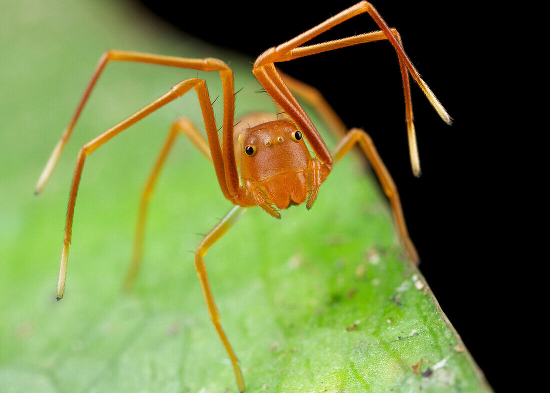 Crab Spider (Amyciaea sp), ant mimic, Udzungwa Mountains National Park, Tanzania