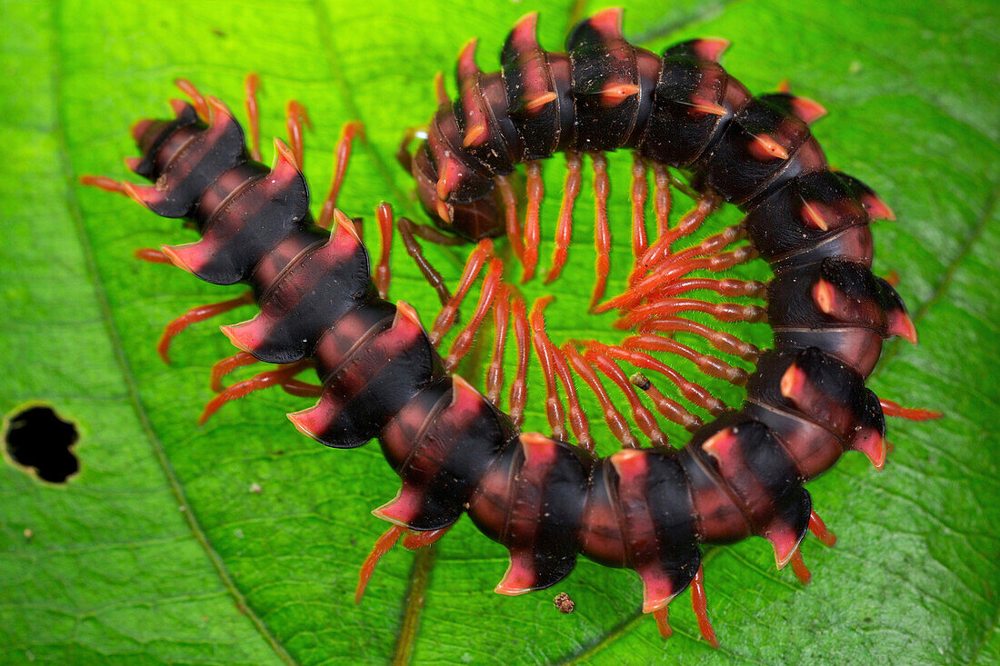 Millipede, Danum Valley Conservation Area, Sabah, Borneo, Malaysia