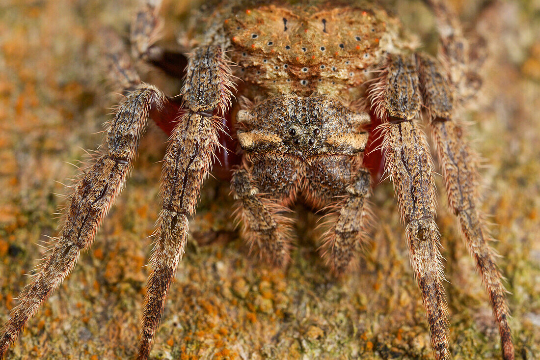 Spider (Caerostris sp), Antananarivo, Madagascar