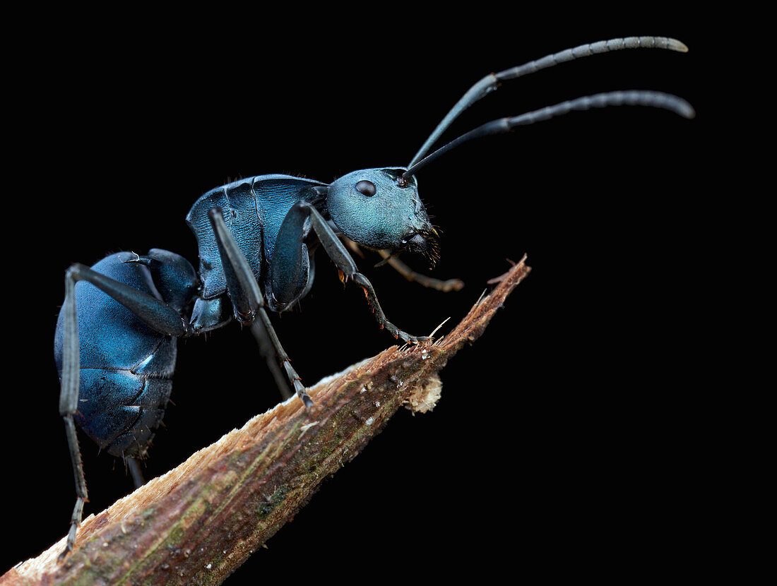 Ant (Polyrhachis cyaniventris), Mount Isarog National Park, Philippines