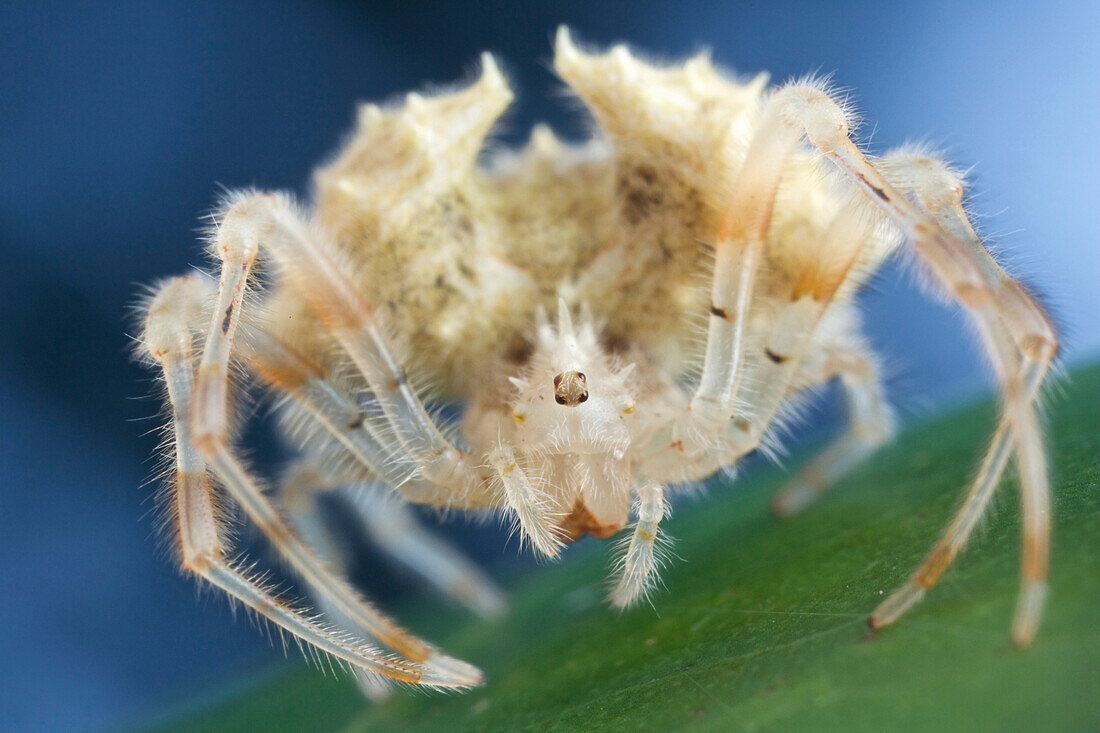 Orb-weaver Spider (Acantharachne milloti), Andasibe-Mantadia National Park, Antananarivo, Madagascar