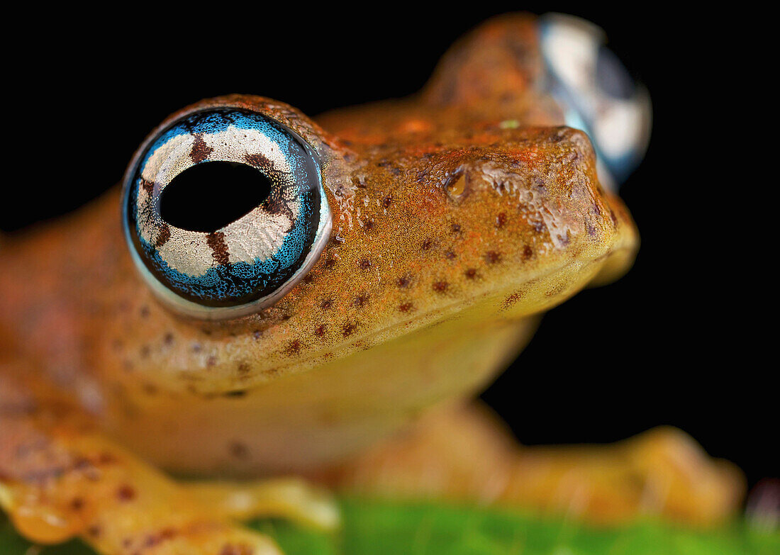 Mantellid Frog (Boophis pyrrhus), Andasibe-Mantadia National Park, Antananarivo, Madagascar