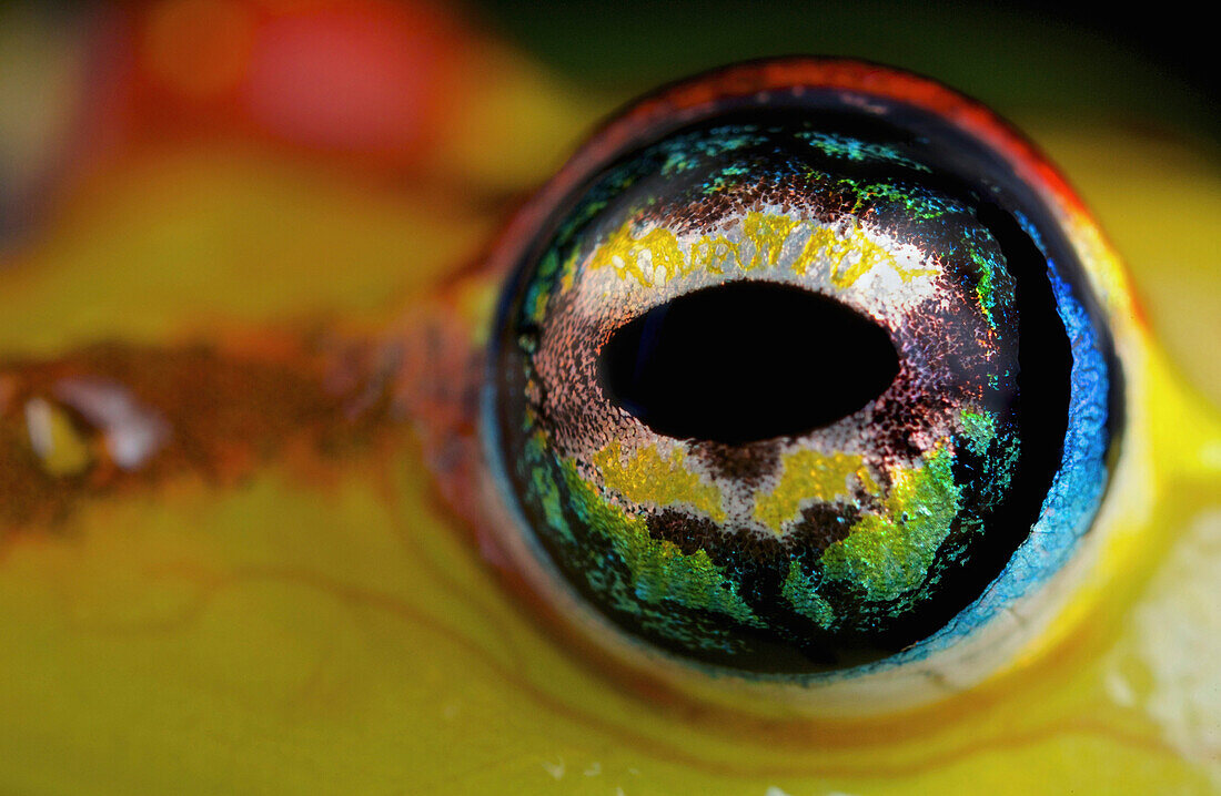 Mantellid Frog (Boophis sp) eye, Antananarivo, Madagascar