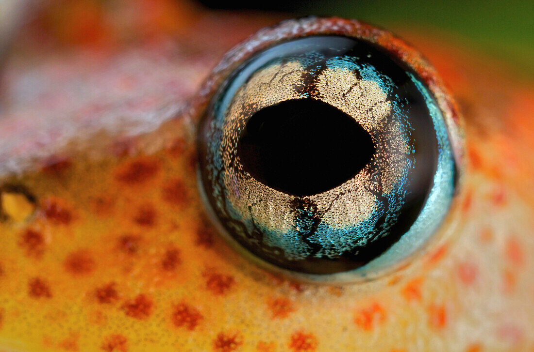 Mantellid Frog (Boophis pyrrhus) eye, Andasibe-Mantadia National Park, Antananarivo, Madagascar