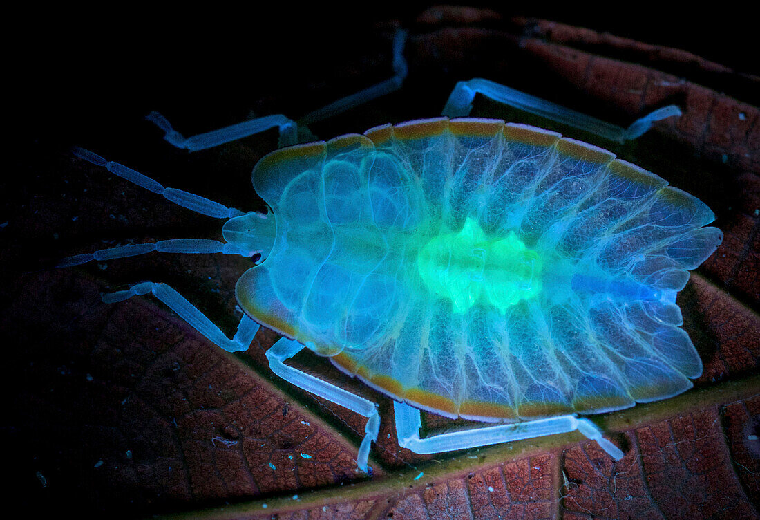 Tessaratomid (Tessaratoma sp), photographed under uv light, Cuc Phuong National Park, Vietnam