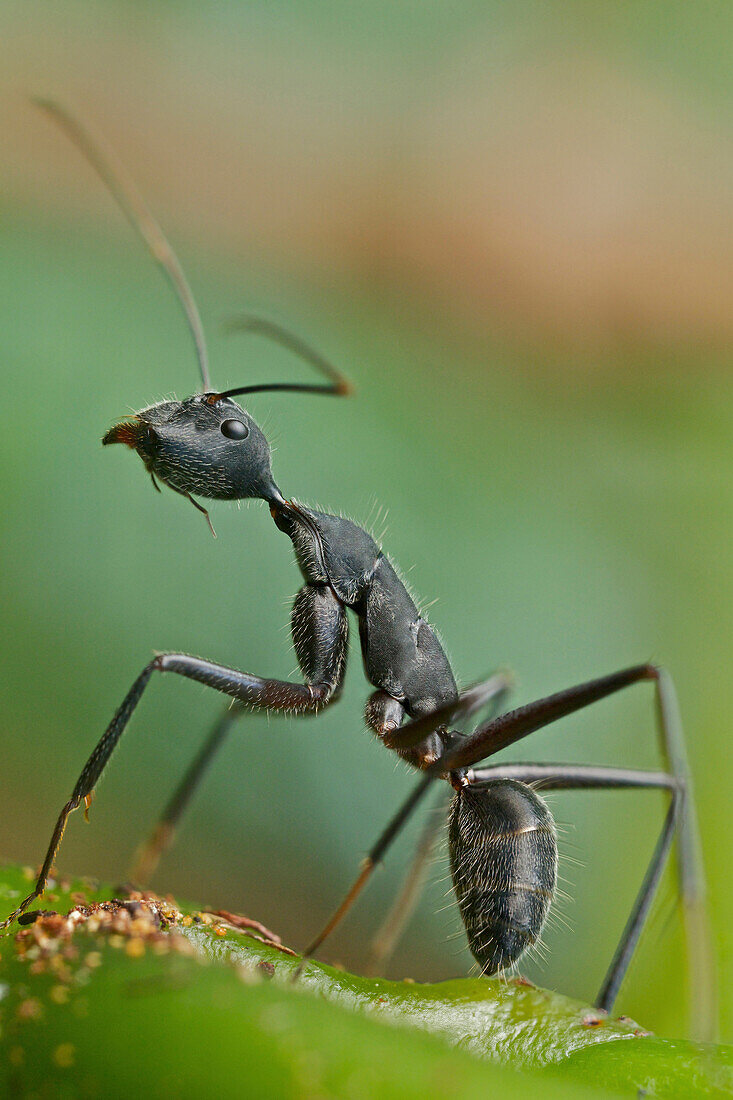 Carpenter Ant (Camponotus sp), Antananarivo, Madagascar
