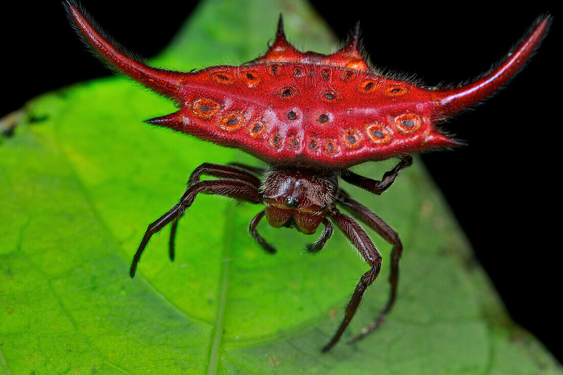 Spiny Spider (Gasteracantha falcicornis), Udzungwa Mountains National Park, Tanzania