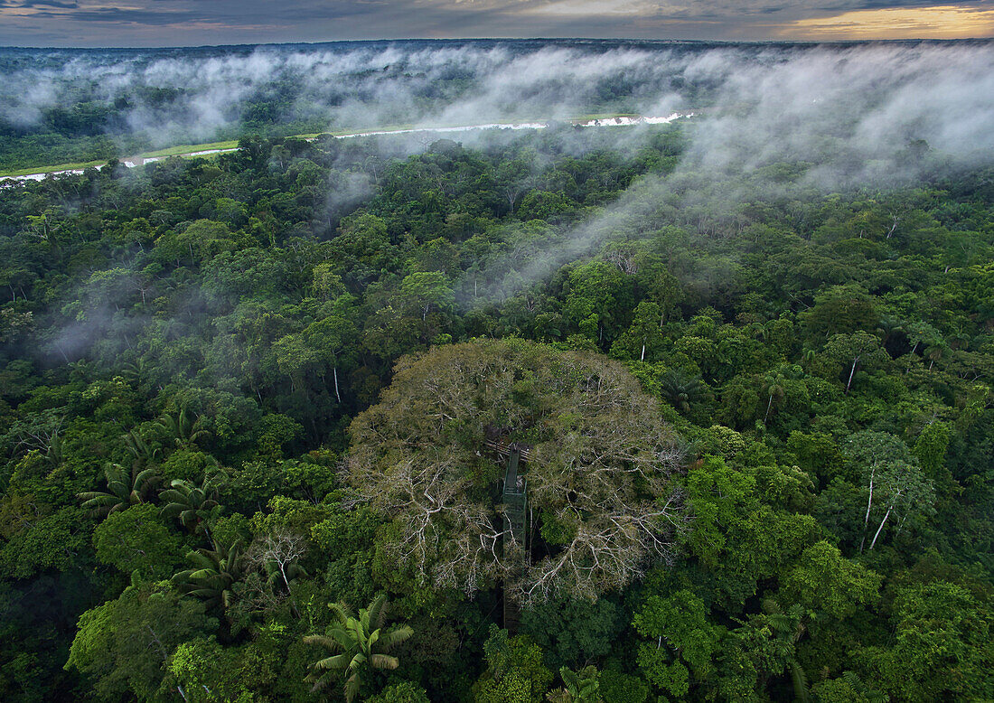 Mist over rainforest, Yasuni National Park, Ecuador