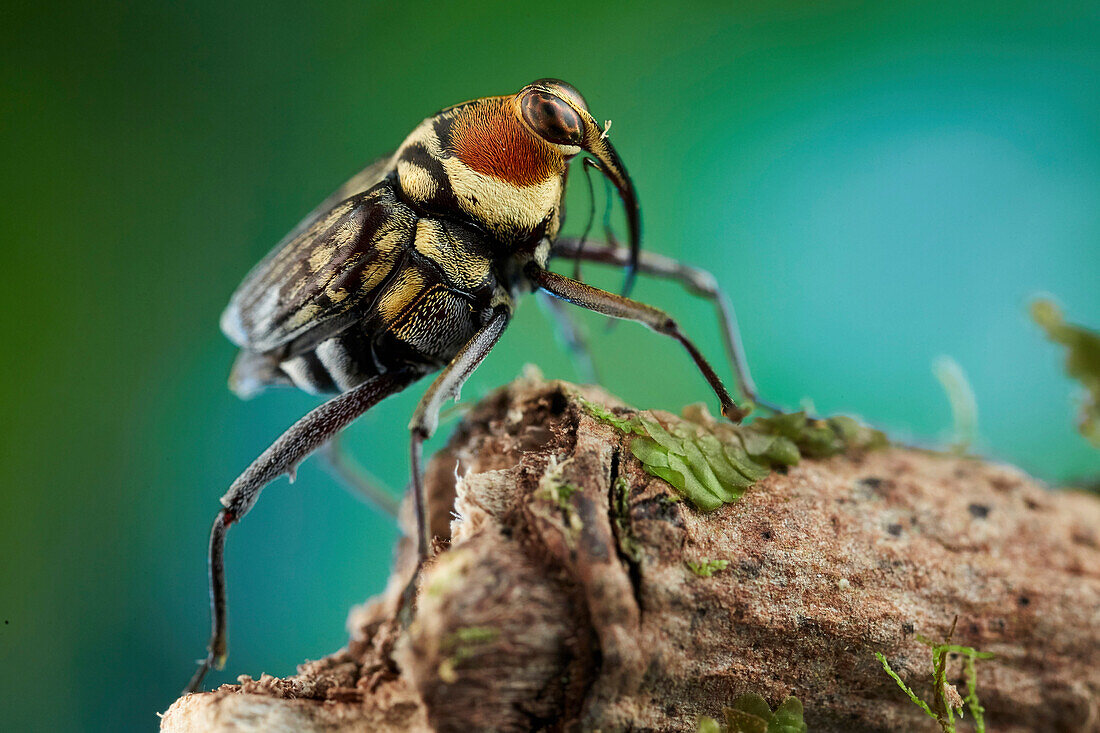 True Weevil (Curculionidae), fly mimic, Ecuador