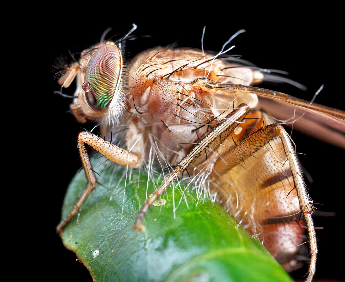 Fruit Fly (Tephritidae) with fungal infection, Ankarafantsika National Park, Madagascar