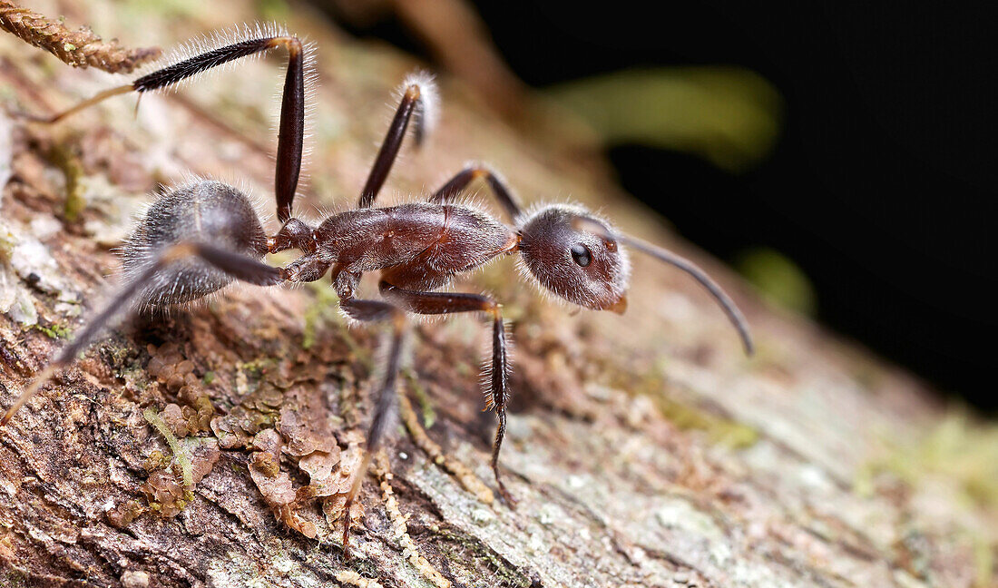 Carpenter Ant (Camponotus batesii), Andasibe-Mantadia National Park, Antananarivo, Madagascar