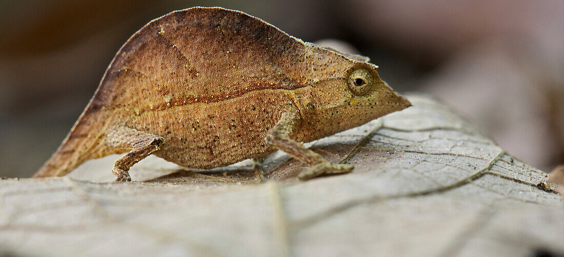 Elongate Leaf Chameleon (Palleon nasus), Ranomafana National Park, Madagascar