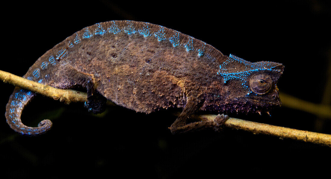 Horned Leaf Chameleon (Brookesia superciliaris), Ranomafana National Park, Madagascar