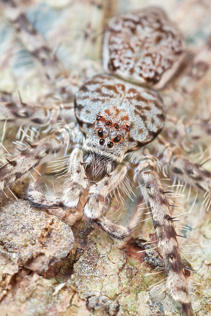 Huntsman Spider (Pandercetes sp), Danum Valley Conservation Area, Sabah, Borneo, Malaysia