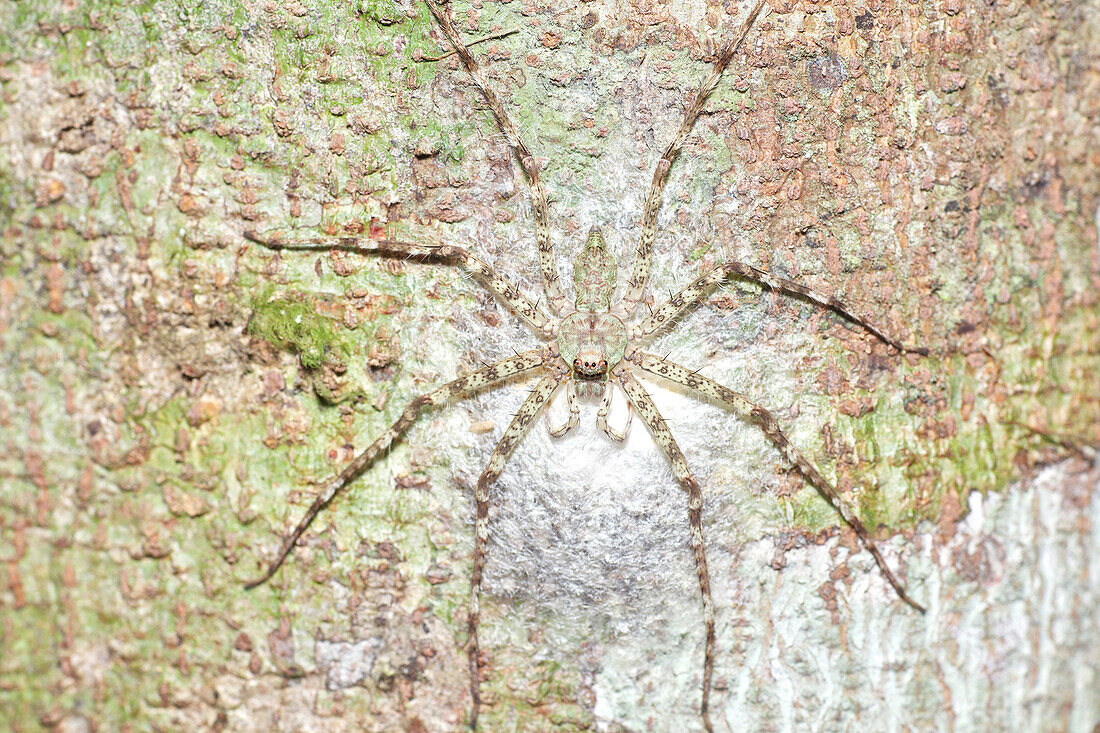 Huntsman Spider (Pandercetes sp) guarding eggs, Danum Valley Conservation Area, Sabah, Borneo, Malaysia