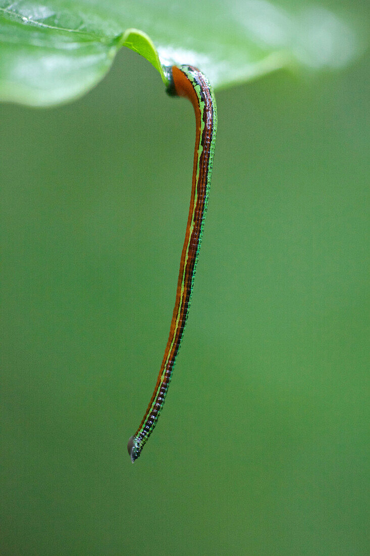 Tiger Leech (Haemadipsa picta), Kerinci Seblat National Park, Sumatra, Indonesia