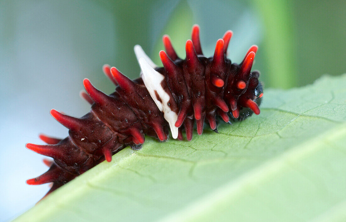 Common Rose (Pachliopta aristolochiae) caterpillar, Cat Tien National Park, Vietnam