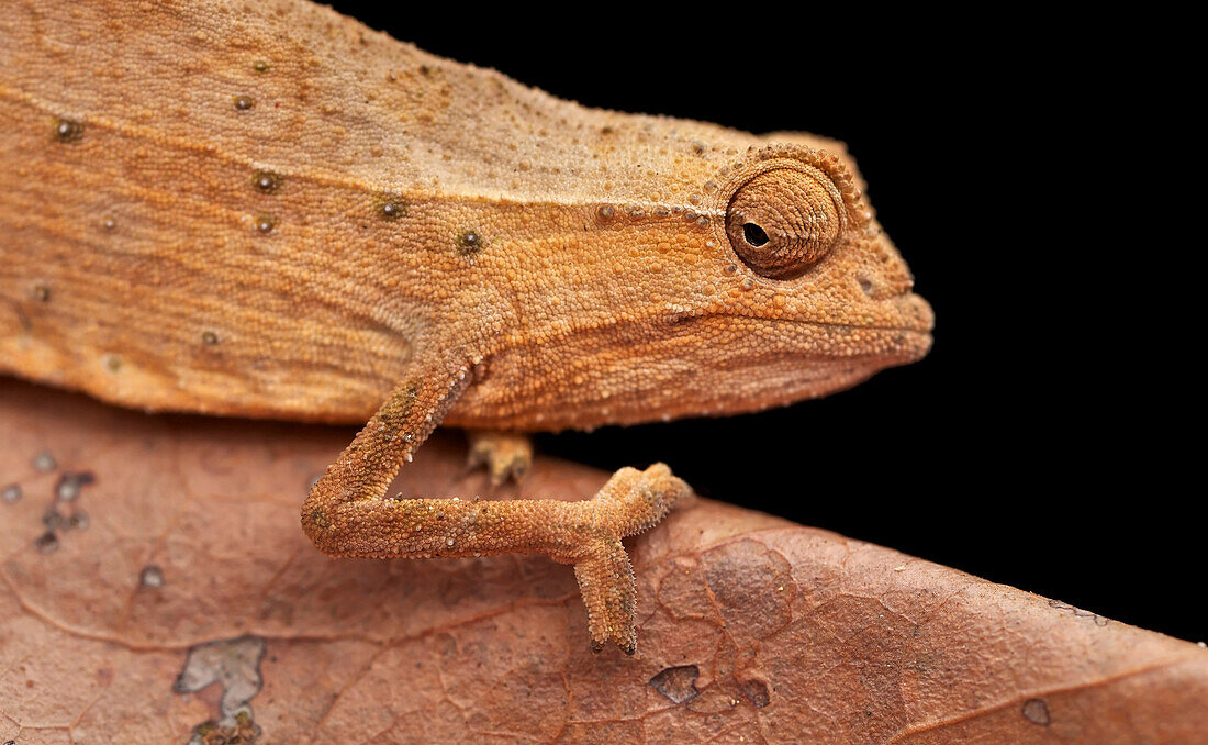 Zomba Pygmy Chameleon (Rieppeleon brachyurus), Amani Nature Reserve, Tanzania