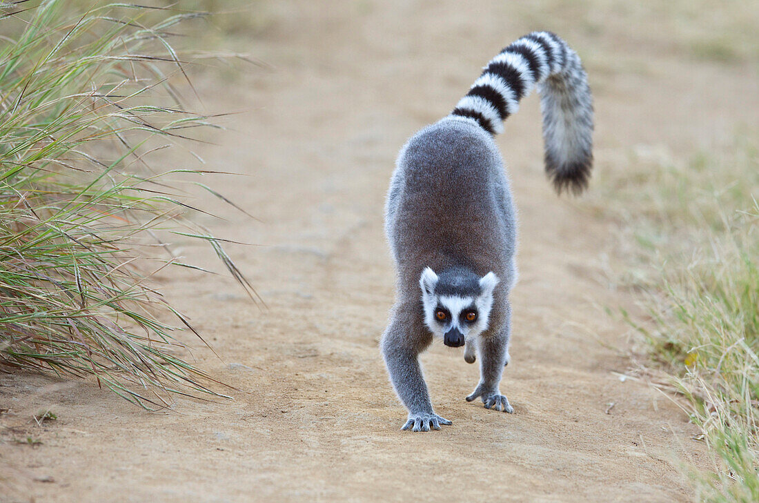 Katta (Lemur catta) läuft, Anja Park, Madagaskar