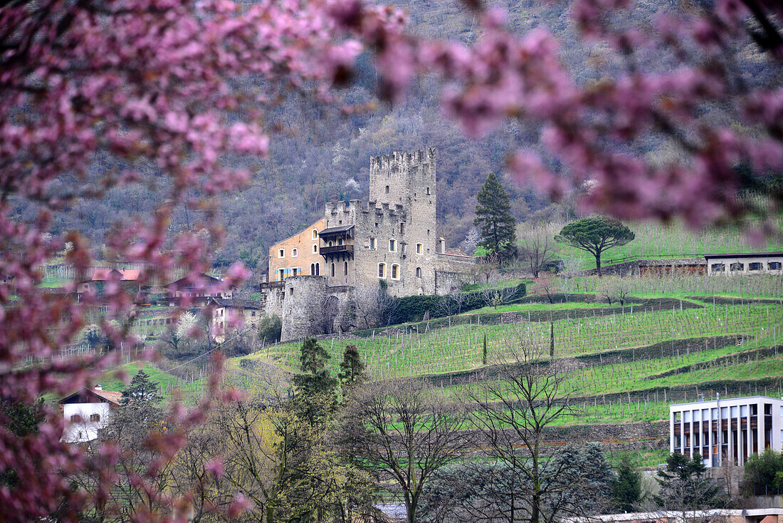 Frühlingsblüten bei Naturns, Vinschgau, Südtirol, Italien