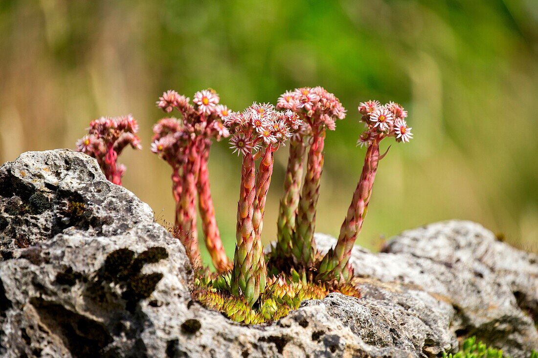 France, Haute Saone, Houseleeks (Sempervivum calcareum).